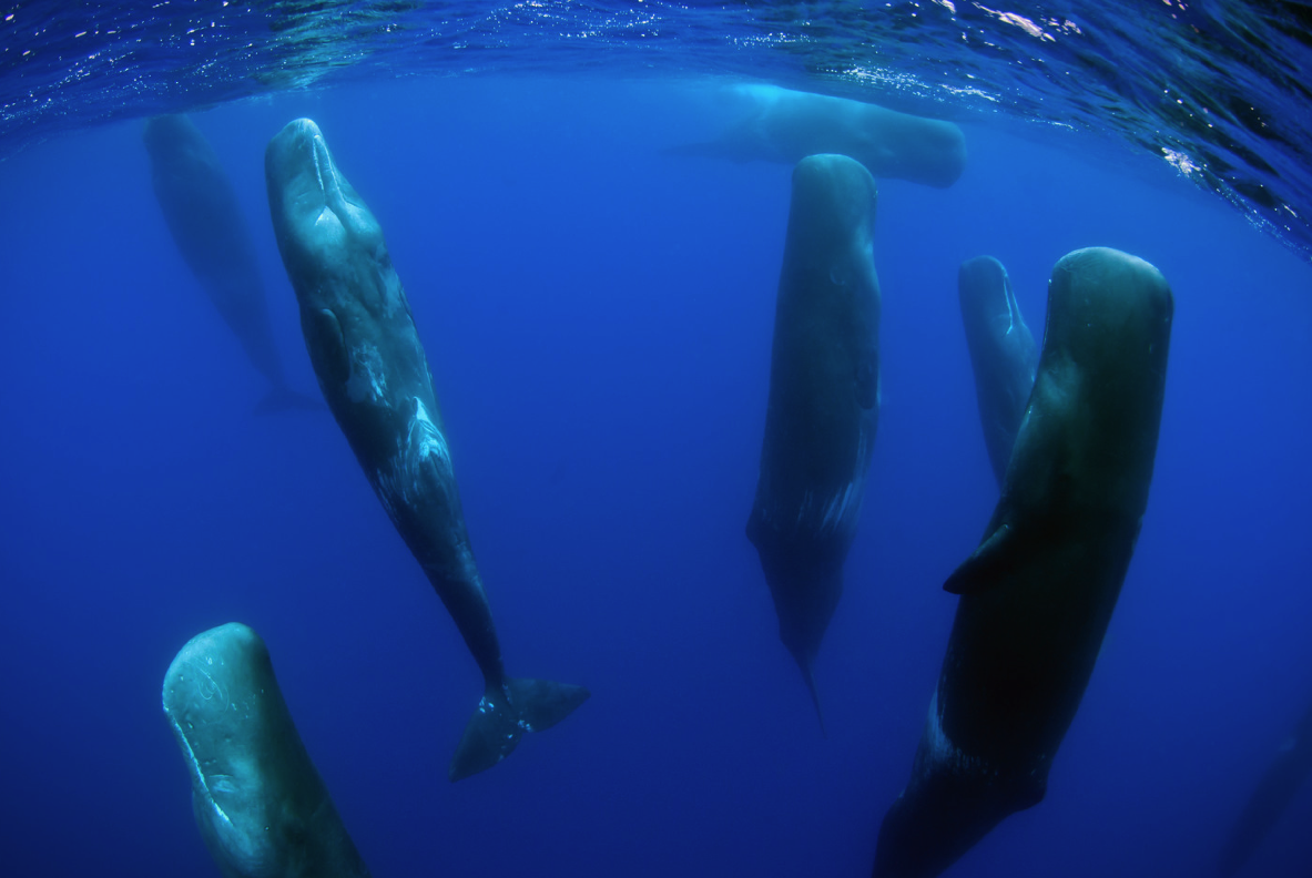 Cómo duermen las ballenas sin ahogarse? Te sorprenderás - Curiosidades y  cosas insólitas