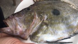 Chinchín Puerto, producto en la costa malagueña